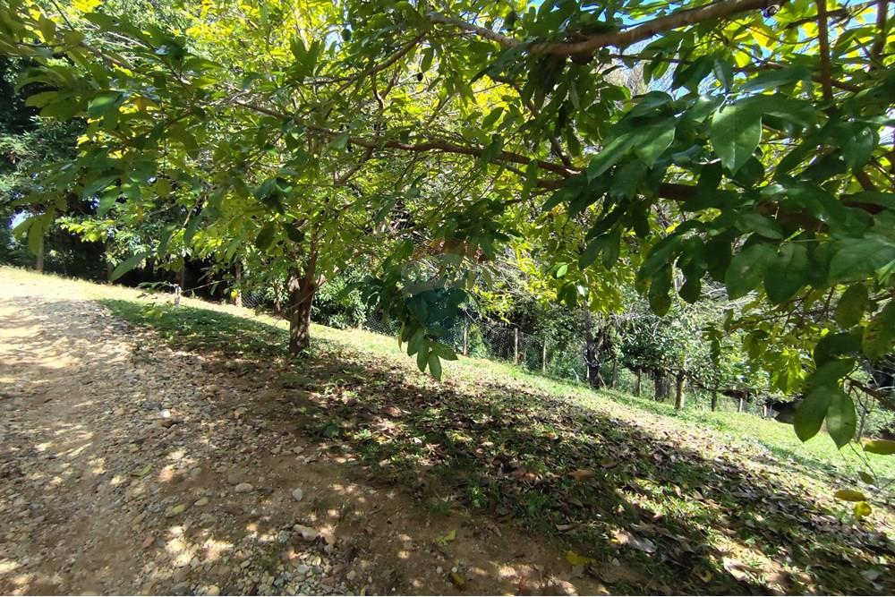 Chácara / Sítio / Fazenda - Venda - Itapira , São Paulo - 1751510168877.jpg - 690291085-364