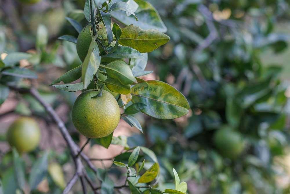 Chácara / Sítio / Fazenda - Venda - Vinhedo , São Paulo - TakeDroneBr-40851.jpg - 690941021-49