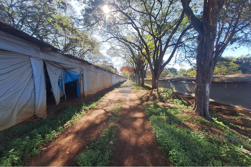 Chácara / Sítio / Fazenda - Venda - Conchal , São Paulo - 20250617_141445.jpg - 690751019-291