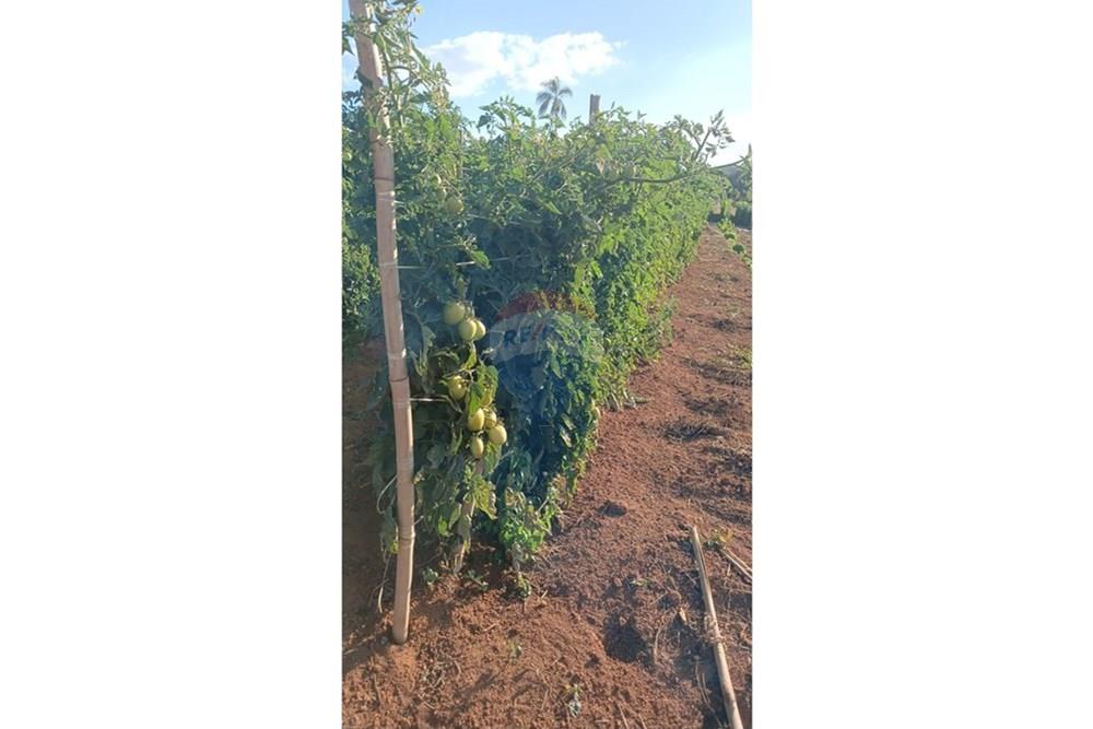 Fazenda - Venda - Campestre , Minas Gerais - 8c25119d-7600-4f93-8530-5f7cbbc13b33.jpg - 690291077-293