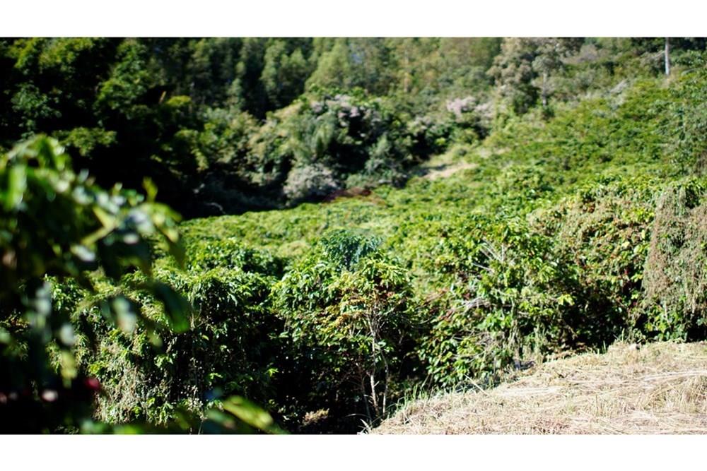 Chácara / Sítio / Fazenda - Venda - Serra Negra , São Paulo - _JEA8940.JPG - 690291056-34