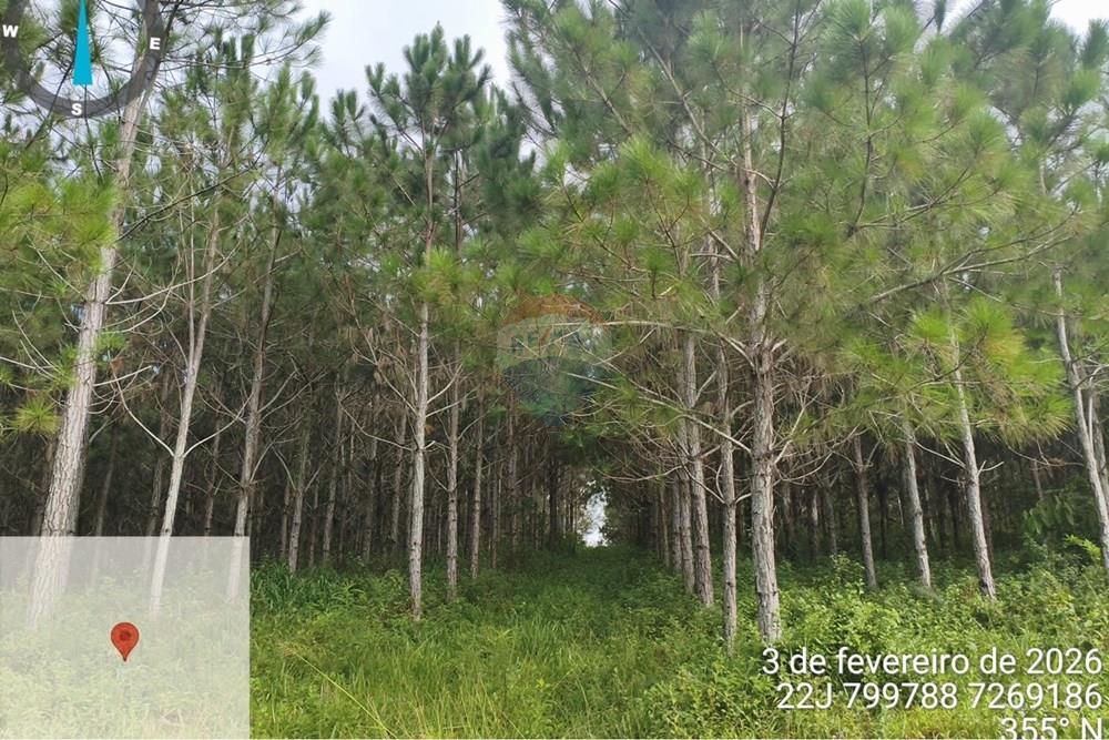Fazenda - Venda - Jacupiranga , São Paulo - WhatsApp Image 2026-03-02 at 20.10.26.jpeg - 690061037-12