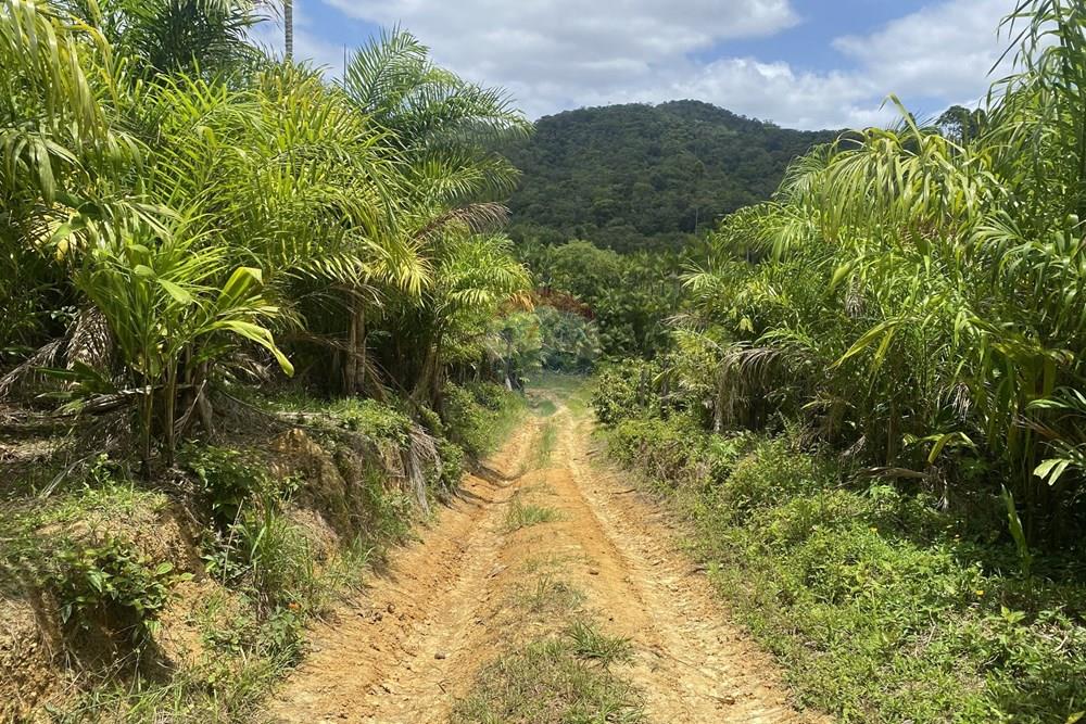 Fazenda - Venda - Pariquera-Açu , São Paulo - IMG_6133.jpg - 690061038-24