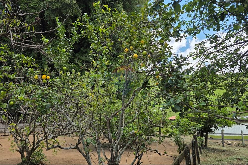 Chácara / Sítio / Fazenda - Venda - Pedra Bela , São Paulo - 20251111_120720.jpg - 690041041-48