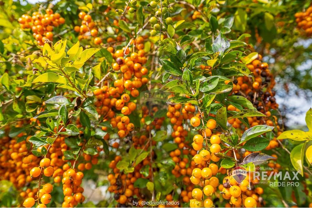 Chácara / Sítio / Fazenda - Venda - Vinhedo , São Paulo - EDI05511EDIVO FURTADO - RG98002306922SSPCE - 690541093-139 - REMAX REDE PRO_.jpg - 690541093-139