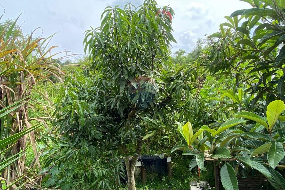 Chácara / Sítio / Fazenda - Venda - Mairiporã , São Paulo - 5957f3d6-f22b-4631-8c4e-4ca105b70f48.jpeg - 690041107-26