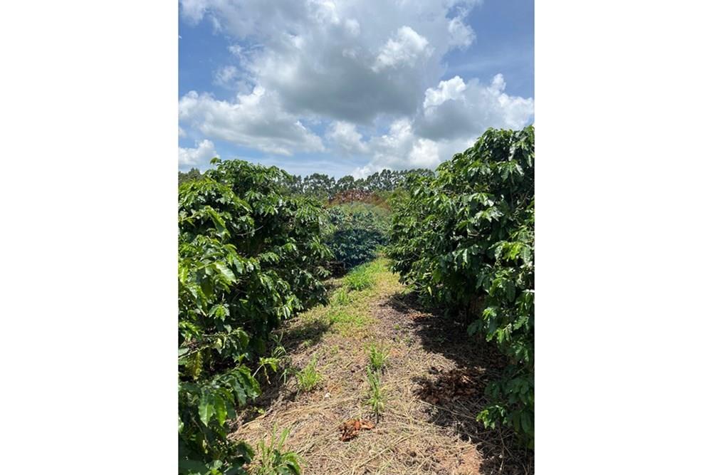 Chácara / Sítio / Fazenda - Venda - Serra Negra , São Paulo - IMG_4018.jpg - 690291056-34