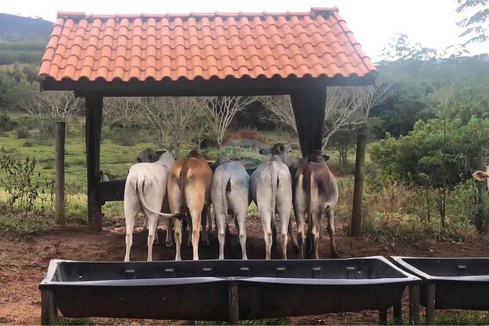 Chácara / Sítio / Fazenda - Venda - Santa Maria da Serra , São Paulo - 5e0fac8d-01fa-48e4-b854-cde35dc0a8b3.jpg - 690571076-32