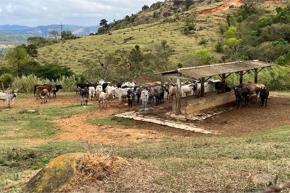 Chácara / Sítio / Fazenda - Venda - Bragança Paulista , São Paulo - GADO  (1).jpg - 690141085-32