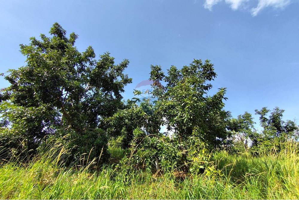 Chácara / Sítio / Fazenda - Venda - Itapira , São Paulo - 1751510168473.jpg - 690291085-364