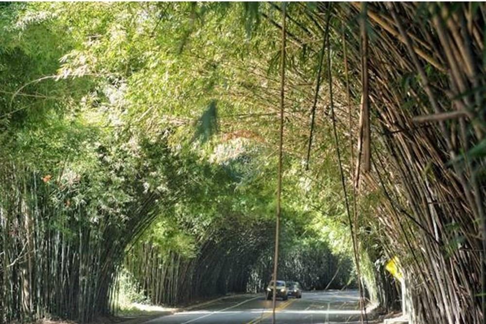 Chácara / Sítio / Fazenda - Venda - Morungaba , São Paulo - 4.jpeg - 690661002-89