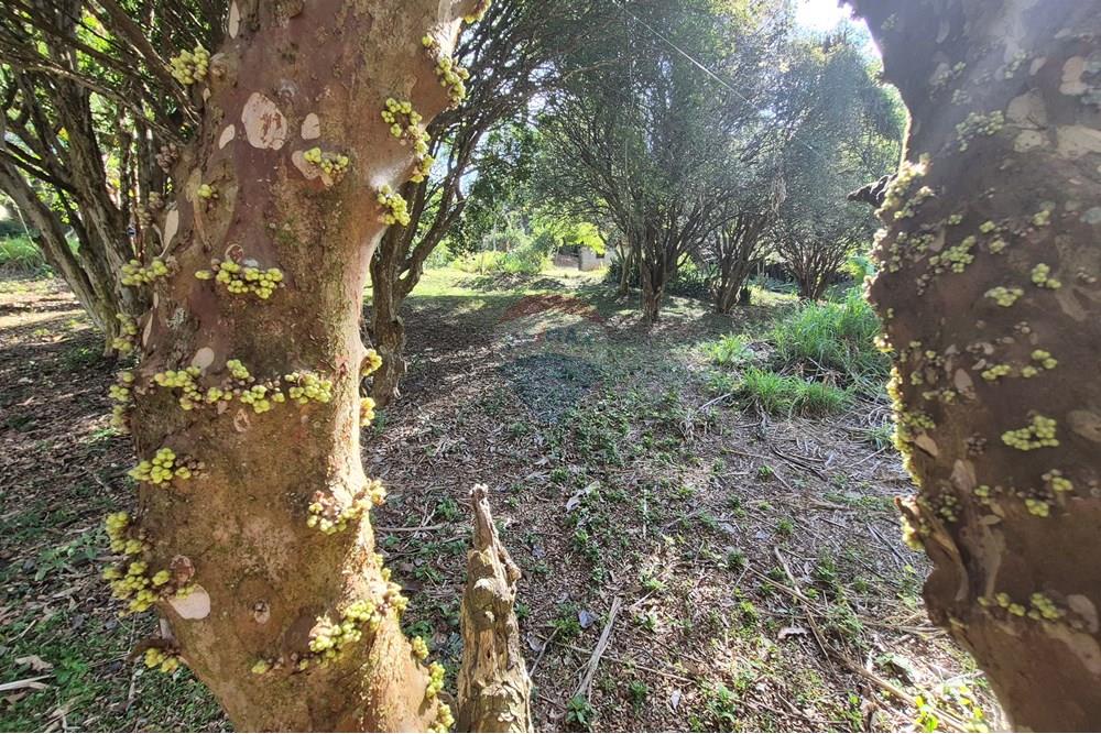 Chácara / Sítio / Fazenda - Venda - Amparo , São Paulo - 20250807_150230.jpg - 690681097-40