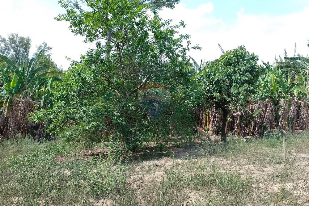 Terreno - Venda - Cosmópolis , São Paulo - fachada (4).jpg - Jardim Interno - 690511357-364