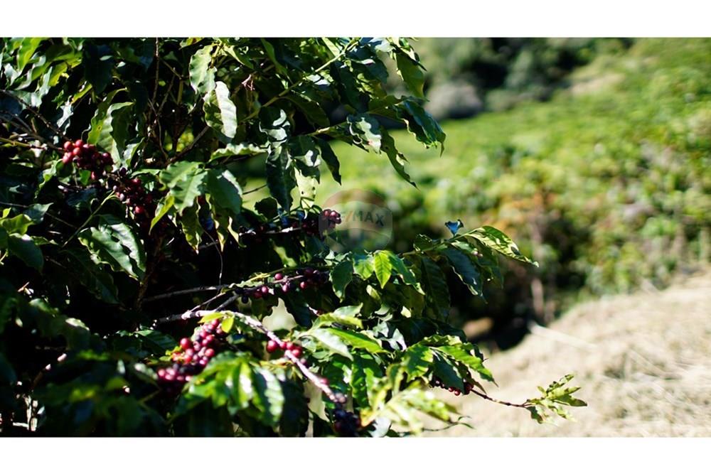Chácara / Sítio / Fazenda - Venda - Serra Negra , São Paulo - _JEA8937.JPG - 690291056-34