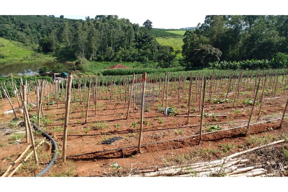 Fazenda - Venda - Campestre , Minas Gerais - 8ca5946c-9551-4b6d-8120-48e2858fa0e3.jpg - 690291077-293