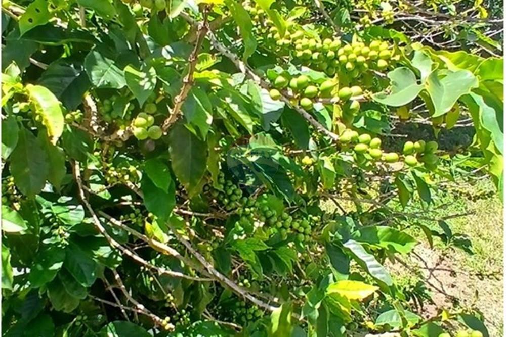 Chácara / Sítio / Fazenda - Venda - Bragança Paulista , São Paulo - 20260213_111948.jpg - 690141085-32