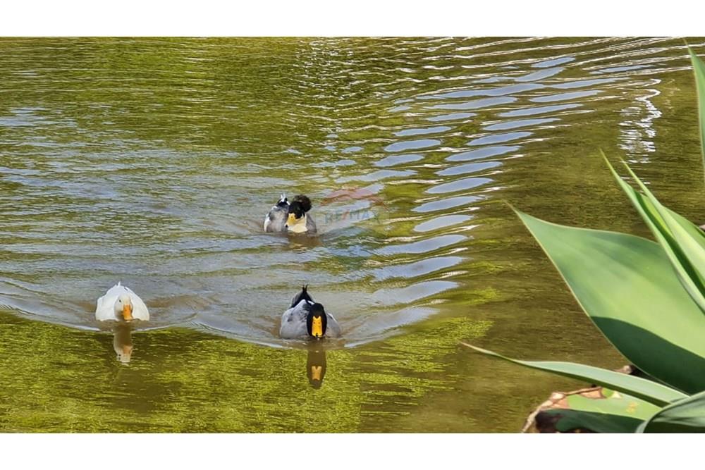 Chácara / Sítio / Fazenda - Venda - Santana de Parnaíba , São Paulo - IMG-20260126-WA0024.jpg - 690951041-51