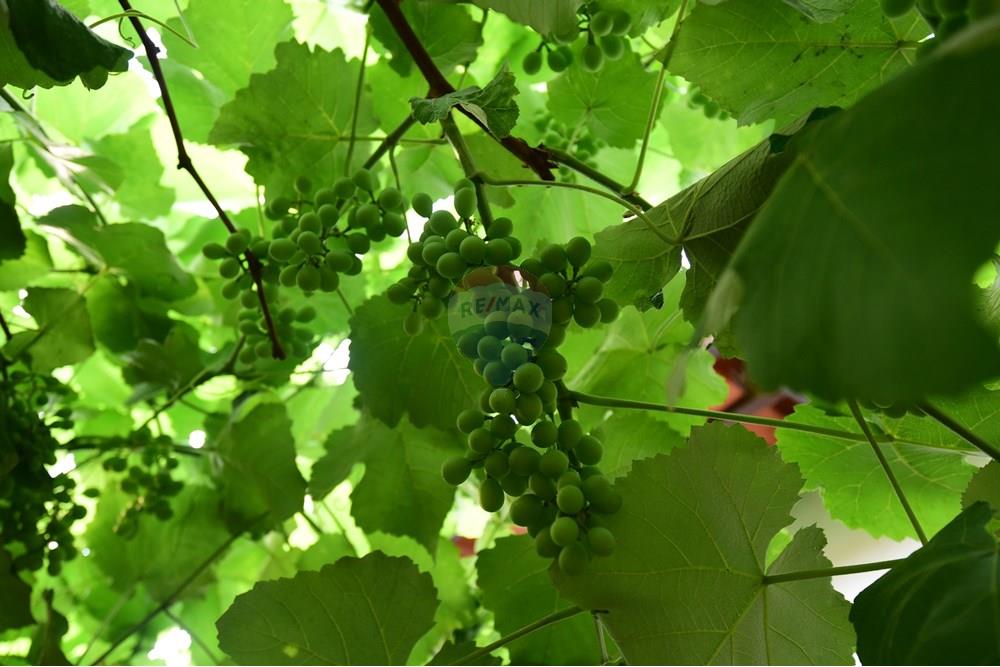 Casa - Venda - Rio Claro , São Paulo - PIP_8572.JPG - 690811015-140