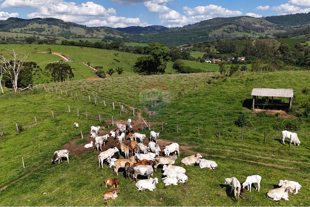 Chácara / Sítio / Fazenda - Venda - Socorro , São Paulo - DJI_20251121151559_0425_D.JPG - 690041041-39