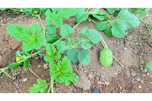 Slider Image Thumbnail