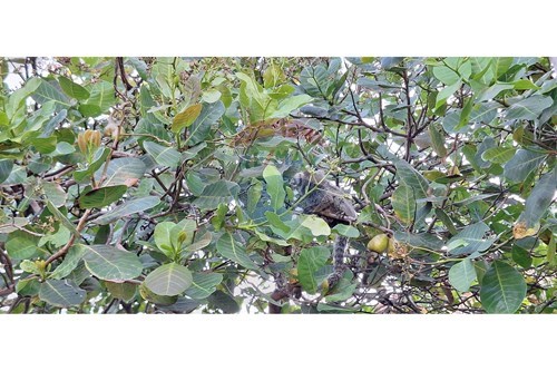 Slider Image Thumbnail