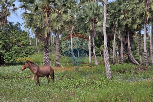 Venda-Terreno-Rua Firmino Alves Nascimento , SN  - Em frente ao Makani Hotel  - Acaraú , Acaraú , Ceará , 62580000-722341001-188