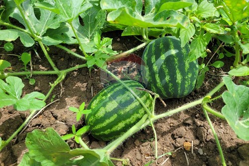 Slider Image Thumbnail