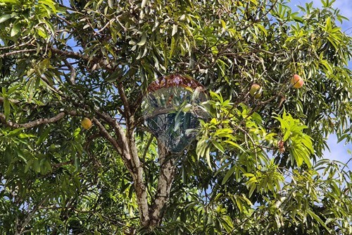 Slider Image Thumbnail