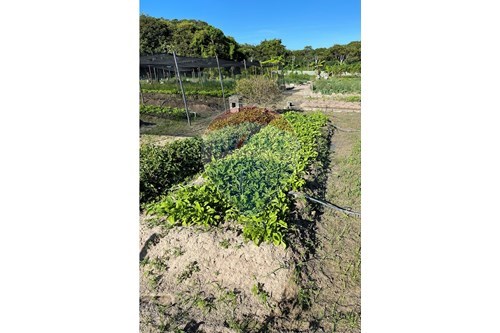 Slider Image Thumbnail