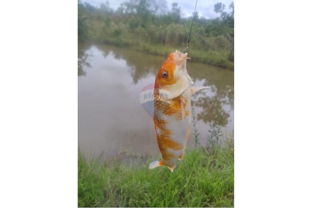 Chácara / Sítio / Fazenda - Venda - Confresa , Mato Grosso - IMG-20250926-WA0026 - Copia.jpg - 720641046-11