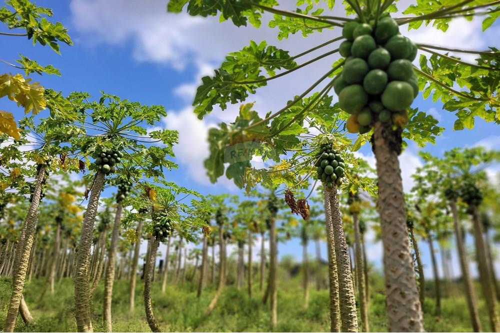 Chácara / Sítio / Fazenda - Venda - Conde , Paraíba - 20240921_095527.jpg - 722011055-34
