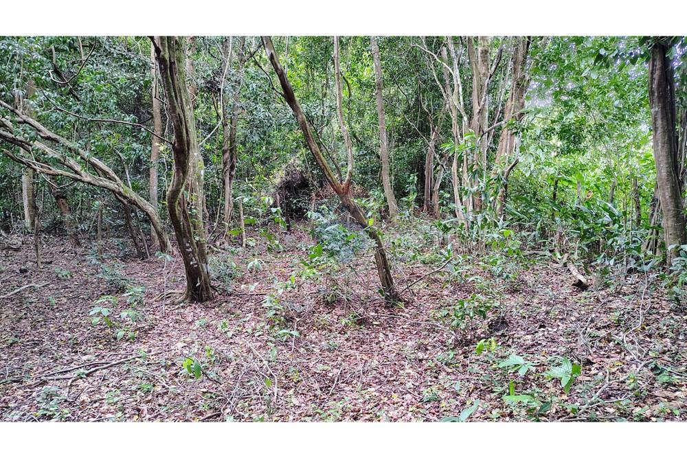 Chácara / Sítio / Fazenda - Venda - Conde , Paraíba - IMG_20251012_125139811_HDR_AE.jpg - 720871055-28