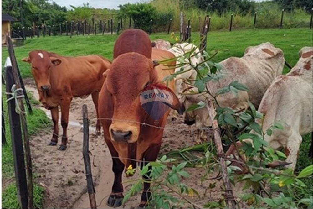 Terreno - Venda - Conde , Paraíba - L_b8082785-e245-48f7-b8ed-61abc6da44f4.jpg - 720871015-141