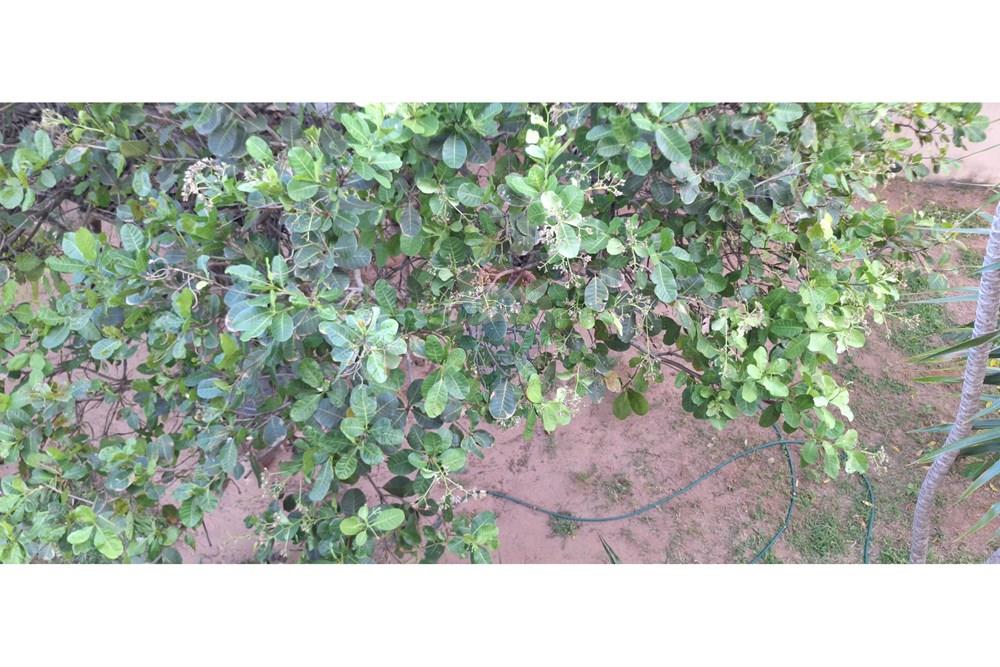 Casa - Venda - Natal , Rio Grande do Norte - 20250927_155943.jpg - 720621007-257