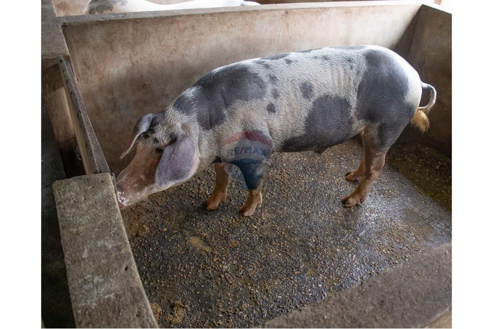 Woningbouw - Boerderij - Novo Airão , Amazonas - BR - IMG_7407.jpg - 720721055-29