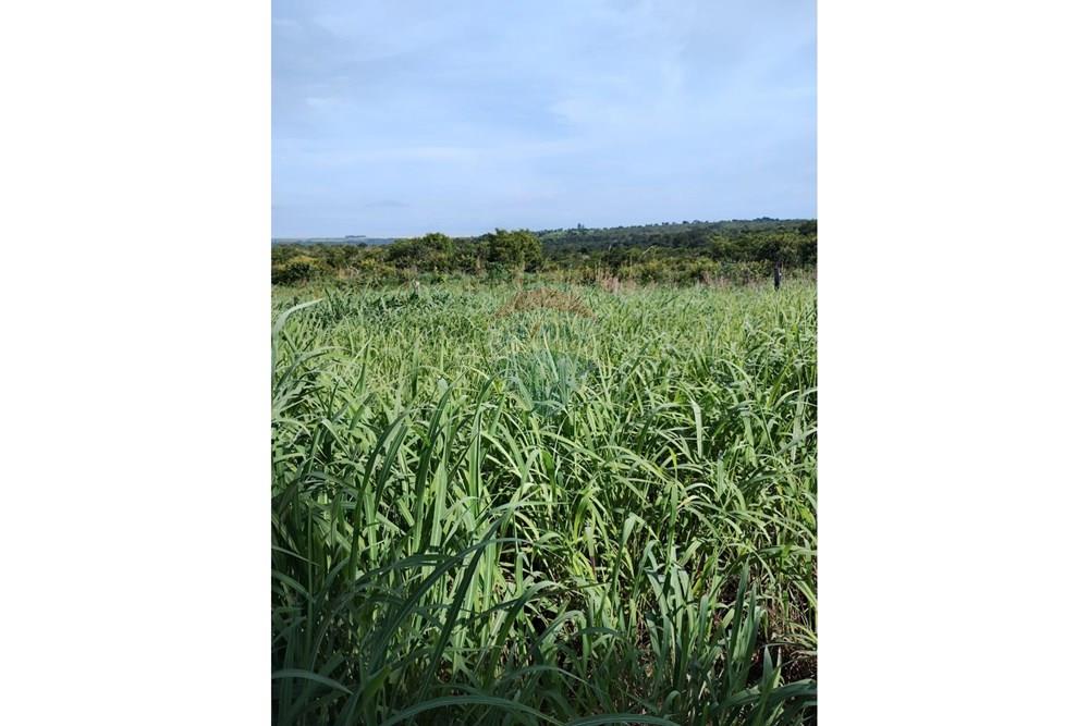 Chácara / Sítio / Fazenda - Venda - Juscimeira , Mato Grosso - WhatsApp Image 2026-03-05 at 10.16.28 (1).jpeg - 721981071-17