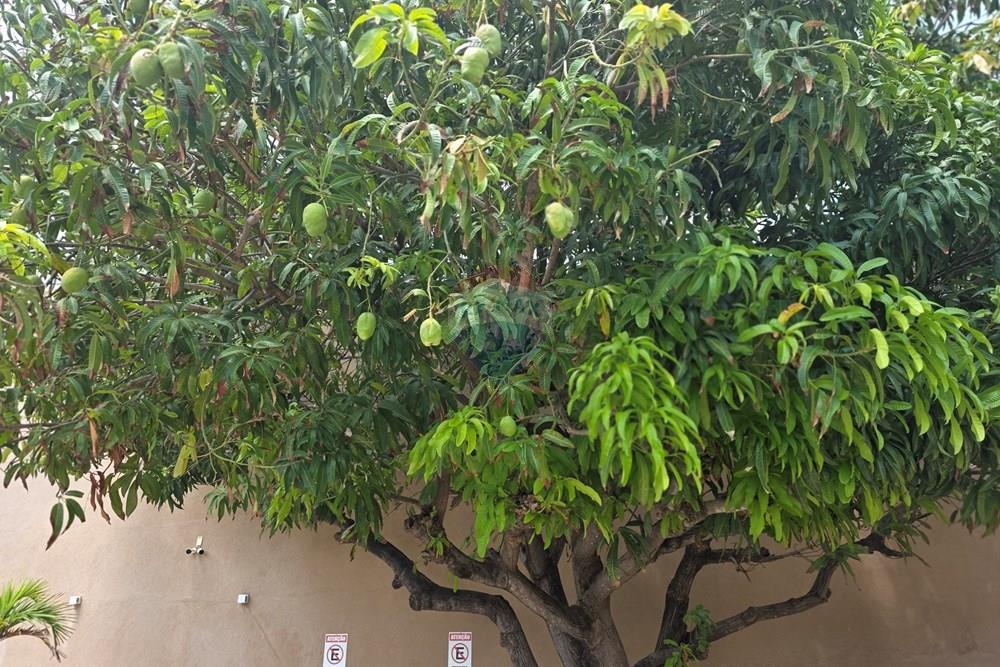 Duplex - Venda - Trairi , Ceará - 20260131_104329.jpg - 722341001-166