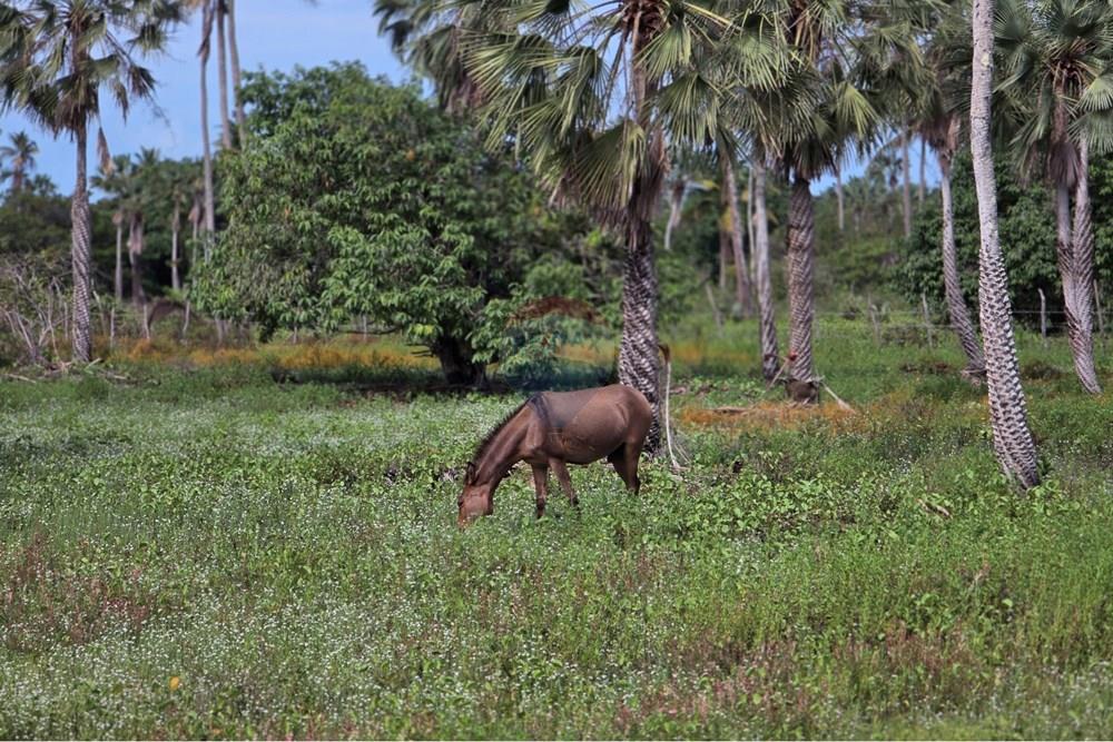 Terreno - Venda - Acaraú , Ceará - 1000542811.jpg - 722341001-188