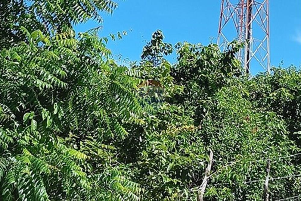 Terreno - Venda - Parnamirim , Rio Grande do Norte - WhatsApp Image 2026-03-24 at 11.35.51 (1).jpeg - 720891130-392