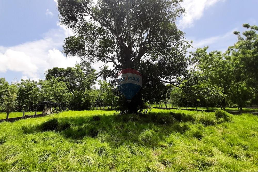 Chácara / Sítio / Fazenda - Venda - Conde , Paraíba - 20211021_113424.jpg - 722011055-33