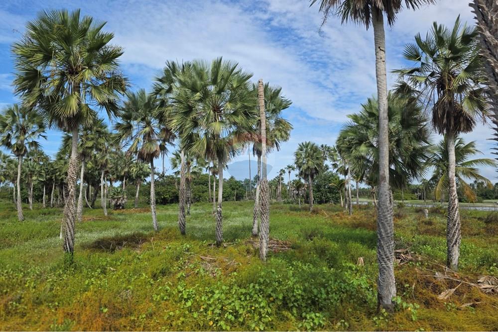 Terreno - Venda - Acaraú , Ceará - 1000542816.jpg - 722341001-188