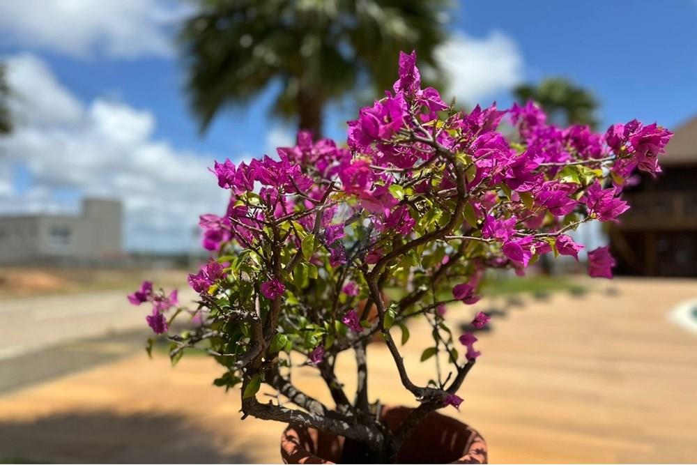 Terreno - Venda - Parnamirim , Rio Grande do Norte - 6c382004-1848-4f0a-8050-43d07372518d.jpeg - 720891068-85