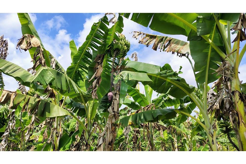 Chácara / Sítio / Fazenda - Venda - Conde , Paraíba - IMG_20251012_124240018_HDR_AE.jpg - 720871055-28