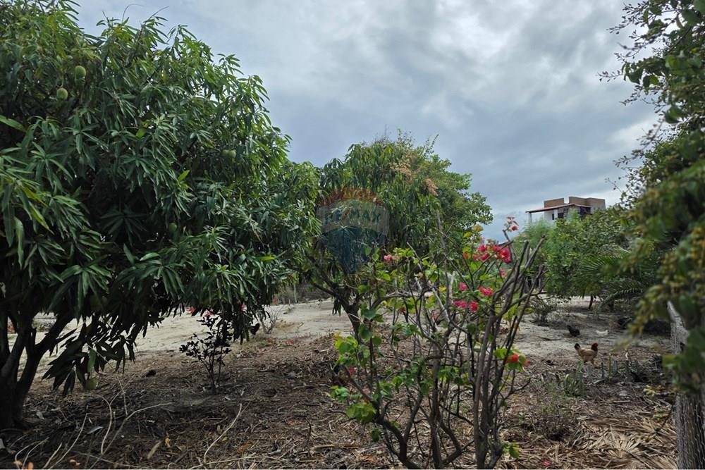 Terreno - Venda - Cruz , Ceará - 1000422685.jpg - 722341001-127