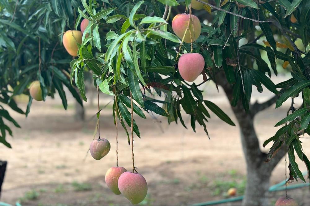 Chácara / Sítio / Fazenda - Venda - São José de Mipibu , Rio Grande do Norte - IMG-20250206-WA0053.jpg - 720811013-67