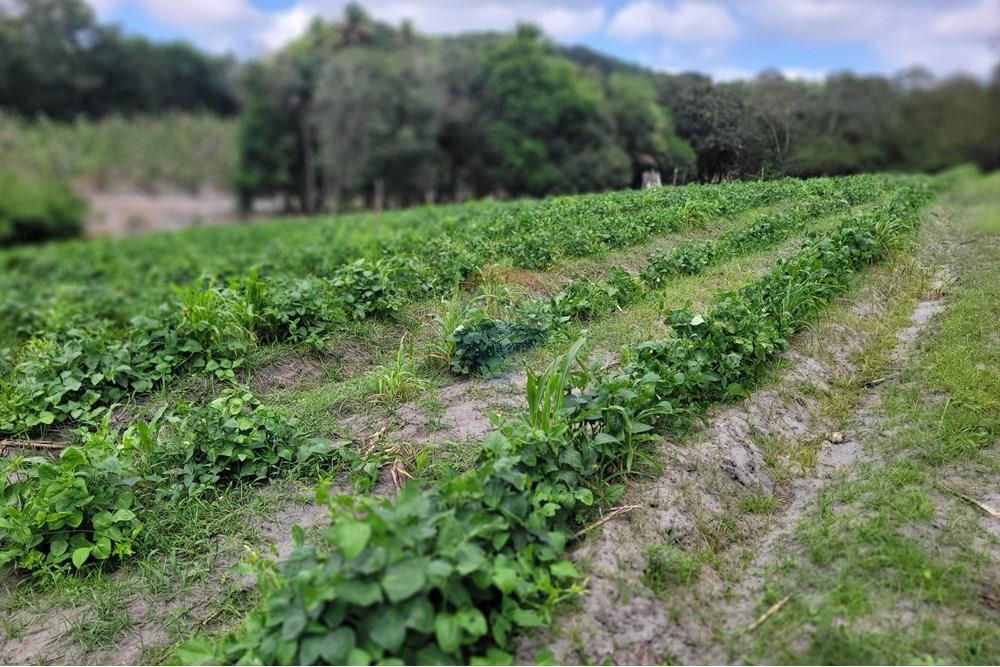 Chácara / Sítio / Fazenda - Venda - Conde , Paraíba - 20240921_095603.jpg - 722011055-34