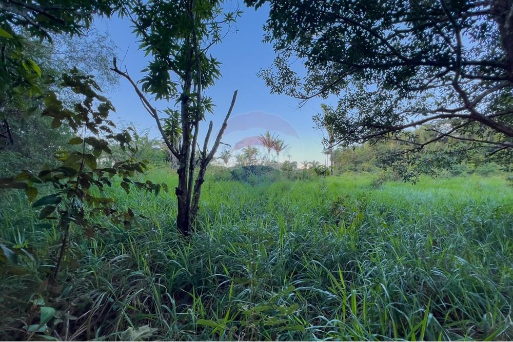 Chácara / Sítio / Fazenda - Venda - Porto Velho , Rondônia - IMG_9894 (1).jpg - 721551046-37