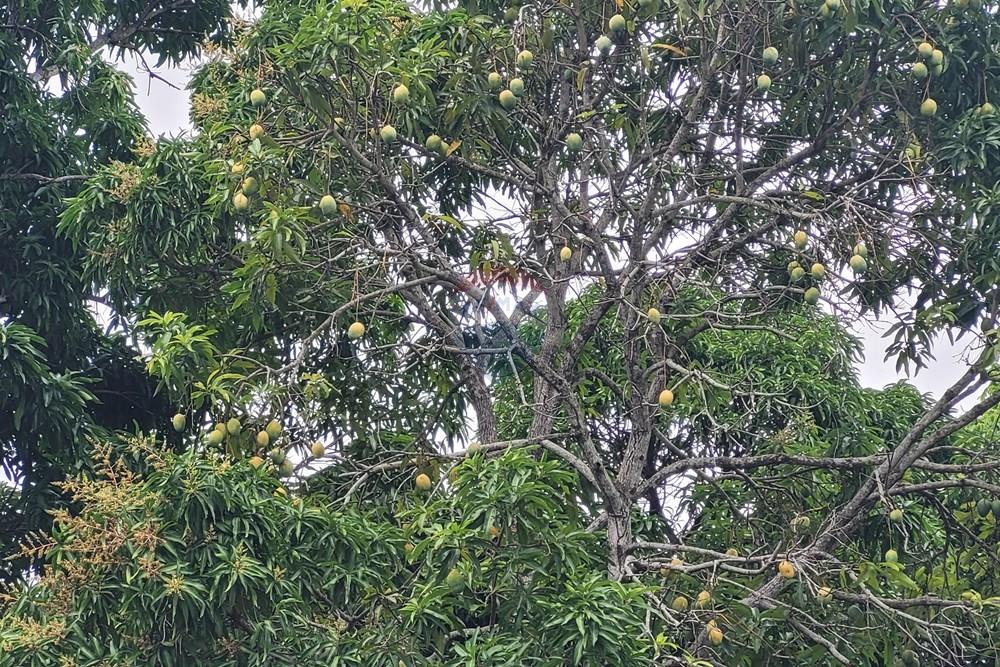 Chácara / Sítio / Fazenda - Venda - Conde , Paraíba - 20260207_104506.jpg - 722011055-53