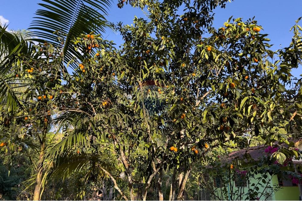 Chácara / Sítio / Fazenda - Venda - Porto Velho , Rondônia - IMG_9041.jpg - 721551016-73