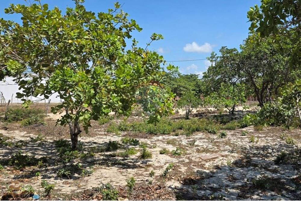 Terreno - Venda - Cruz , Ceará - 1000234214.jpg - 722341001-112